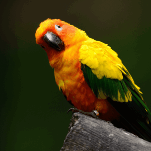 A curious Sun Conure perches on a limb