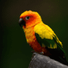 A Sun Conure perches on a limb