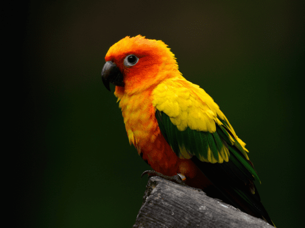 A Sun Conure perches on a limb