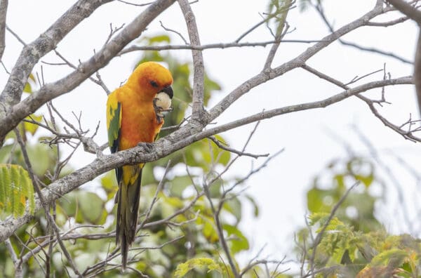 A wild Sun Conure feeds on fruit