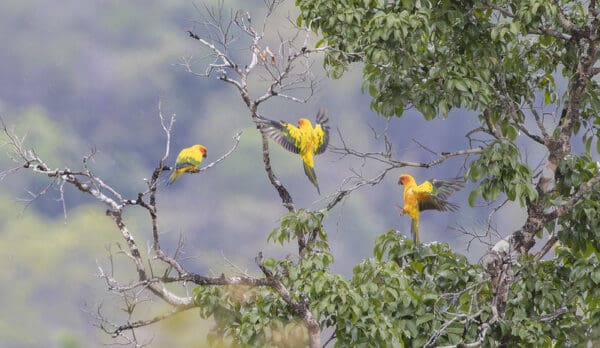 Wild Sun Conures alight in a tree