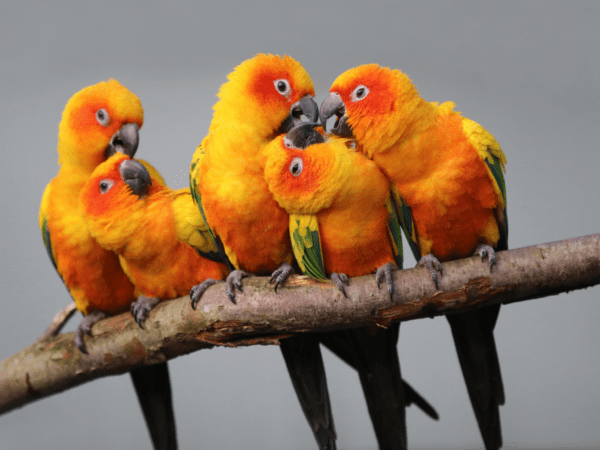 Sun Conures huddle on a branch