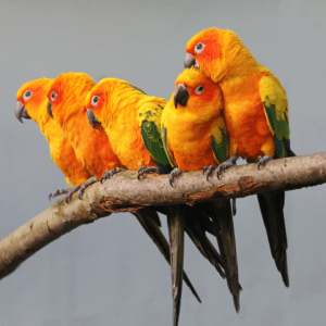 Sun Conures huddle on a branch