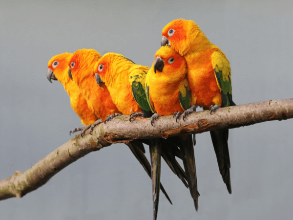 Sun Conures huddle on a branch