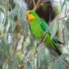 A wild Superb Parrot perches in a bush