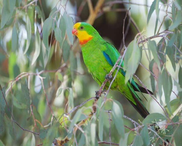 A wild Superb Parrot perches in a bush