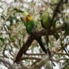 Wild Superb Parrotss, male left, female right, perch in a tree