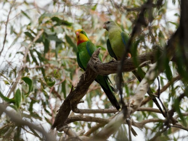 Wild Superb Parrotss, male left, female right, perch in a tree