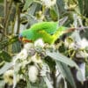 A wild Swift Parrot feeds on blossoms