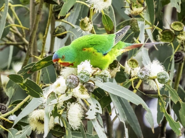A wild Swift Parrot feeds on blossoms