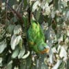 A wild Swift Parrot feeds