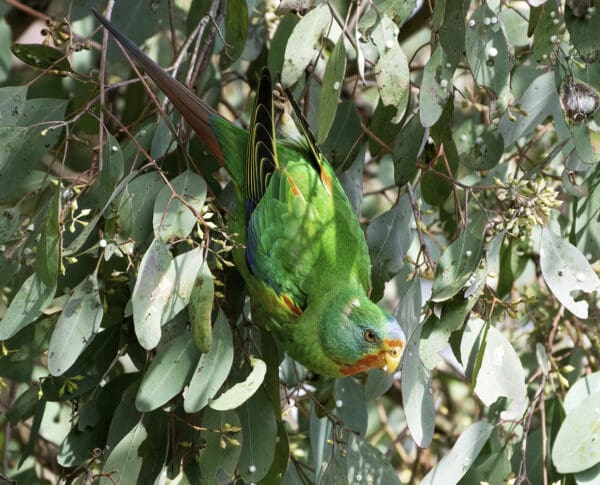 A wild Swift Parrot feeds