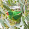 A wild Swift Parrot climbs in a leafy tree
