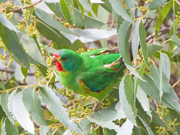 A wild Swift Parrot climbs in a leafy tree