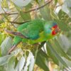 A wild Swift Parrot climbs in a leafy tree