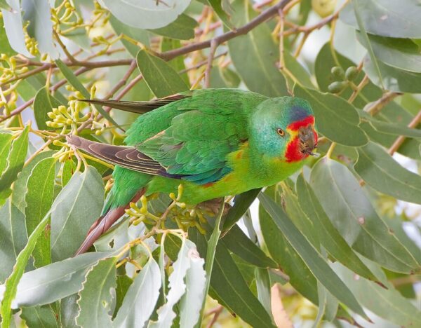 A wild Swift Parrot climbs in a leafy tree
