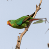 A wild Swift Parrot perches on a branch