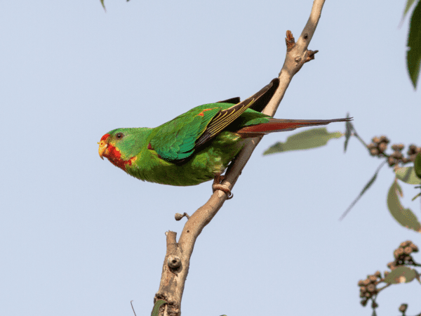 A wild Swift Parrot perches on a branch