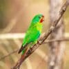 © Trshuvo, CC BY-SA 4.0 via Wikimedia Commons A wild Swift Parrot perches on a branch