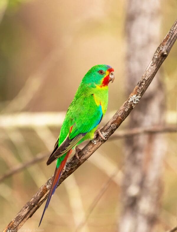 A wild Swift Parrot perches on a branch