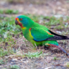 A wild Swift Parrot forages on the ground