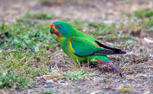 A wild Swift Parrot forages on the ground