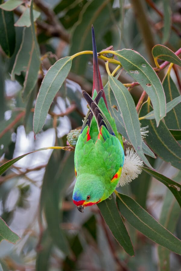 A wild Swift Parrot forages in a flowering tree