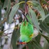 A wild Swift Parrot forages in a flowering tree