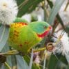 A wild Swift Parrot forages in a flowering tree