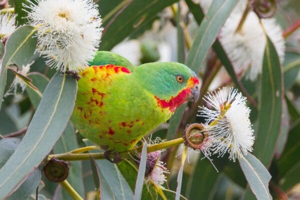 A wild Swift Parrot forages in a flowering tree
