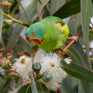 A wild Swift Parrot forages in a flowering tree