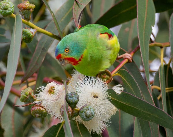 A wild Swift Parrot forages in a flowering tree