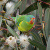 © Corey Raffel A wild Swift Parrot forages in a flowering tree