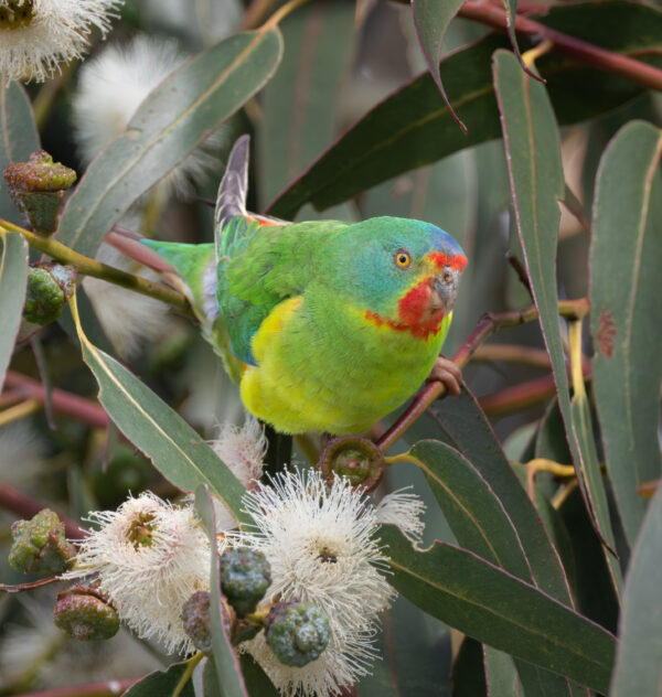 A wild Swift Parrot forages in a flowering tree