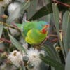 A wild Swift Parrot forages in a flowering tree