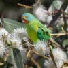 © Corey Raffel A wild Swift Parrot forages in a flowering tree