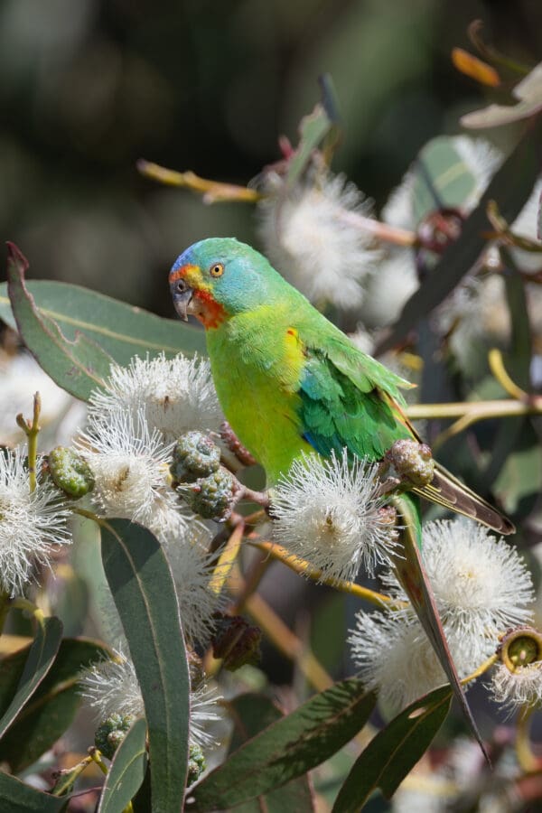 A wild Swift Parrot forages in a flowering tree