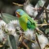 A wild Swift Parrot forages in a flowering tree