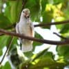A wild Tanimbar Corella feeds in a tree