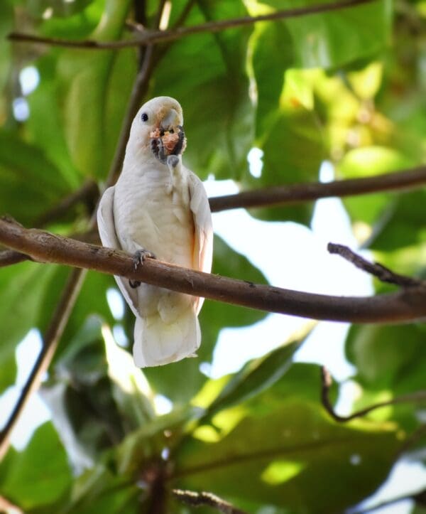 A wild Tanimbar Corella feeds in a tree