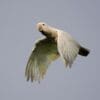 A Tanimbar Corella in flight