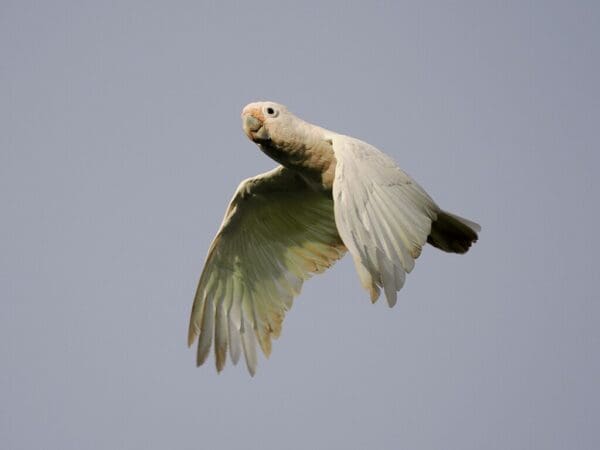 A Tanimbar Corella in flight