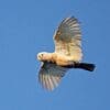 A wild Tanimbar Corella in flight