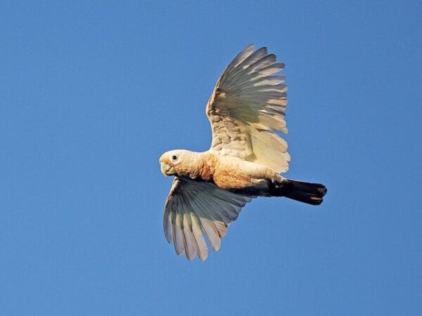 A wild Tanimbar Corella in flight