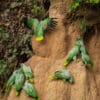 Wild Southern Mealy Amazons take soils at a clay lick