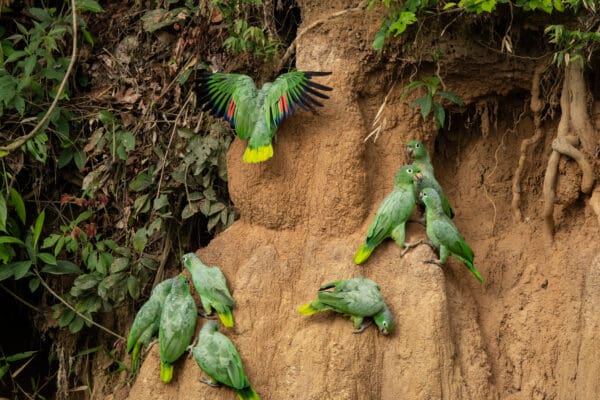 Wild Southern Mealy Amazons take soils at a clay lick
