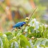 A wild Ultramarine Lorikeet perched in a bush