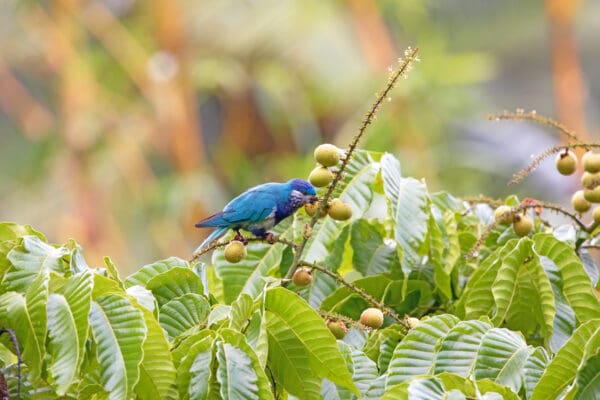 A wild Ultramarine Lorikeet perched in a bush