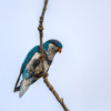 A wild Ultramarine Lorikeet perched on a twig