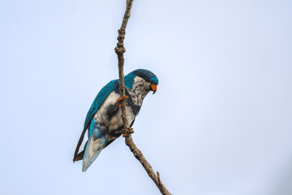 A wild Ultramarine Lorikeet perched on a twig